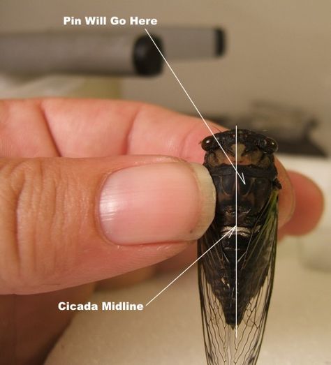 How to Preserve Your Cicadas - Pinning Insect Taxidermy Diy, How To Preserve Butterflies, Insect Pinning Diy, Bug Taxidermy Diy, How To Preserve Bugs, How To Pin Insects, How To Pin Butterflies, Preserving Bugs, Cicada Taxidermy