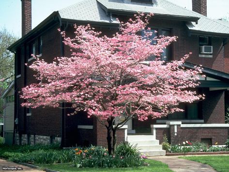 Disease-Resistant Dogwoods | Landscaping Ideas and Hardscape Design | HGTV Kousa Dogwood Tree, Pink Dogwood Tree, Kousa Dogwood, Cornus Florida, Trees For Front Yard, Dogwood Tree, Florida Landscaping, Hgtv Garden, Pink Dogwood