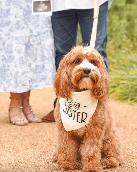 Big Sister and Brother bandanas are available in our Etsy! 👶🏻🐶 This photo is from an Etsy review, thank you for the kind review 🥹🤍 Sister And Brother, Big Sister, Bandanas, Thank You, Quick Saves