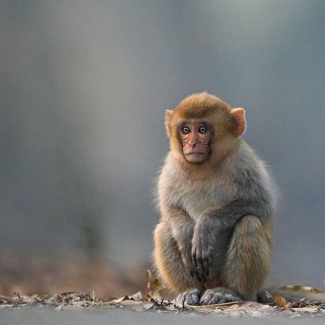 Rhesus Monkey, Rhesus Macaque, Monkey Pose, Macaque Monkey, Ape Monkey, Monkey Pictures, Monkey Art, Great Ape, Paws And Claws