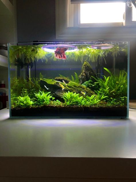 Aquascape Goldfish Tank, Bacopa Caroliniana, Planted Betta Tank, Cool Fish Tank Decorations, Fish Aquarium Decorations, Fish Tank Themes, Fish Tank Terrarium, Cool Fish Tanks, Aquascape Design