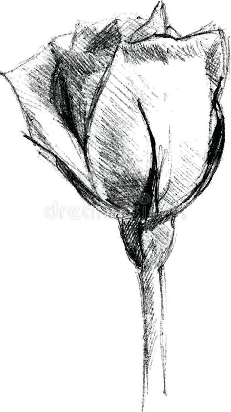 Flower Hatching Drawing, Roses Pen Drawing, Easy Ballpoint Pen Drawings, Ink Illustrations Flowers, Rapid Art Easy, Rose Sketch Simple, Rose Pen Drawing, Ballpoint Pen Art Sketches, Ballpoint Pen Drawing Sketches