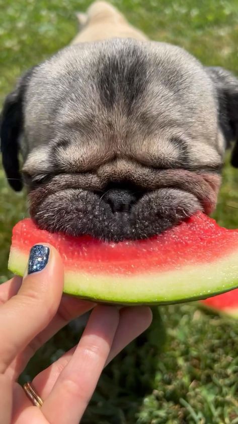 Funny Pug Videos, Both Sides Now, Training For Beginners, Give Too Much, Doug The Pug, Regnul Animal, The Best Songs, Very Cute Puppies, Joni Mitchell