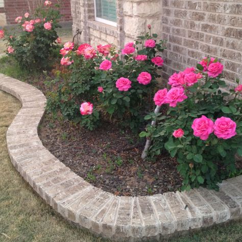 Want to do this with all my extra bricks Shade Landscaping, Landscaping With Roses, Rose Garden Design, Brick Garden, Rose Bushes, Flower Bed Ideas, Home Landscaping, Planting Roses, Front Yard Garden