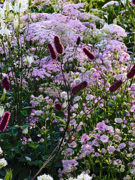 A rambling, romantic border scheme for early summer using just five plants | House & Garden Cottage Garden Planting Scheme, Cottage Garden Colour Scheme, Planting Schemes Uk, Flower Combinations For Garden, Modern Cottage Garden Design, Cottage Garden Border, Modern Cottage Garden, Perennial Border Plants, Romantic Gardens