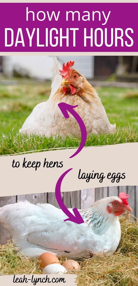 Chickens sitting on the ground with eggs. Chickens Laying Eggs, How To Keep Chickens, Chicken Business, Egg Laying Hens, Egg Laying Chickens, Chicken Farming, Backyard Chicken Farming, Laying Hens, Egg Production