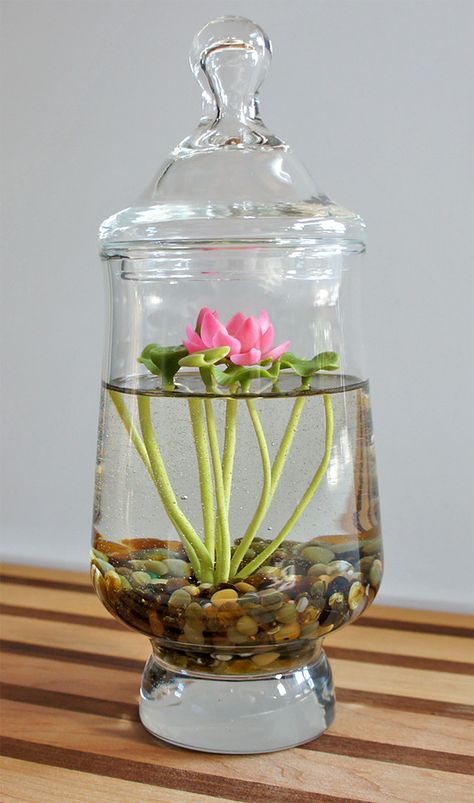 Indoor Water Lily, Indoor Lotus Plant, Lotus Diy Decor, Lotus Terrarium, Lotus Indoor, Easy Terrarium, Plant In Water, Plants Grown In Water, Tanaman Air