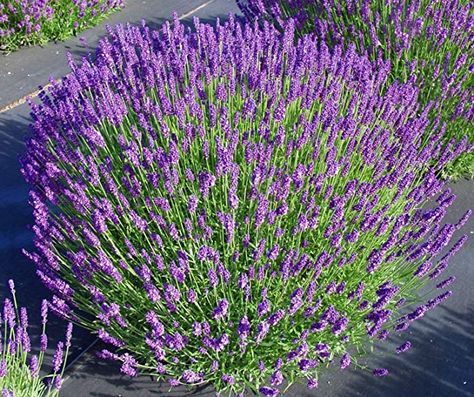 English Lavender Plant, Munstead Lavender, Lavender Hidcote, Lavender Seeds, Dark Purple Flowers, English Lavender, Perennial Shrubs, Evergreen Plants, Lavender Plant