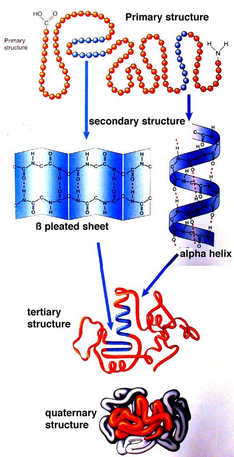 Proteins are the largest and most varied class of biological molecules, and they show the greatest variety of structures. Many have intricate three-dimensional folding patterns that result in a compact form, but others do not fold up at all (“natively unstructured proteins”) and exist in random conformations. The function of proteins depends on their structure,… Carbon Compounds, Protein Biology, Biological Molecules, Protein Structure, Eukaryotic Cell, A Level Biology, Women Science, Medical Laboratory Science, Ap Biology