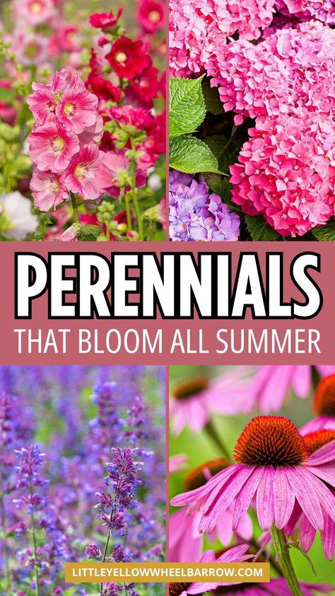 Do you want to grow perennials in the garden or in pots that bloom all summer long?. We're sharing perennials that grow in full sun or shade. Low maintenance perennials with big impact all summer. Add these perennials to your garden ideas and plans. If you're looking for perennials plants with long lasting flowers, you need this list. Perennial gardening 101 for beginner or avid gardeners. Add these perennials to your summer garden plans! Perenial Flowers, Part Sun Perennials, Flower Garden Ideas, Perennial Garden Plans, Easy Perennials, Flower Garden Plans, Long Blooming Perennials, Garden Flowers Perennials, Shade Loving Perennials