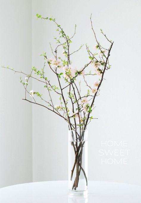 Tips for keeping cut branches fresh.  Repinned from:  https://www.pinterest.com/raffles1825/ Branch Centerpieces, Vase With Branches, Vase Arrangements, Welcome Spring, Deco Floral, Gardening Supplies, Spring Home, Ikebana, Decoration Design