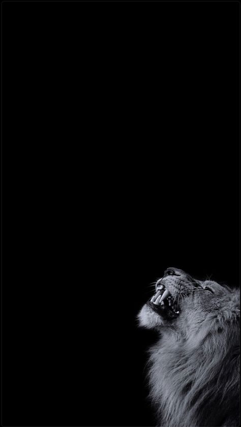 Lion Black Background, Lion Black, King Lion, Eagle Pictures, Lion Wallpaper, Motivational Quotes Wallpaper, Black Lion, Desktop Wallpaper Art, Background Wallpaper For Photoshop