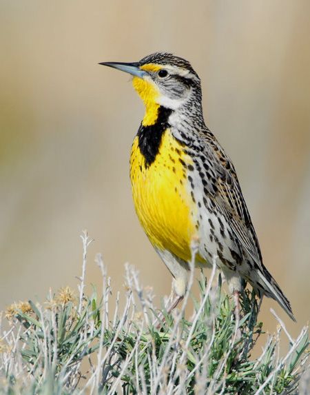 Nebraska state bird:  Western Meadowlark Meadowlark Tattoo, Western Meadowlark, Bird Identification, What Is A Bird, Common Birds, For The Birds, Bird Quilt, Bird Watchers, State Birds