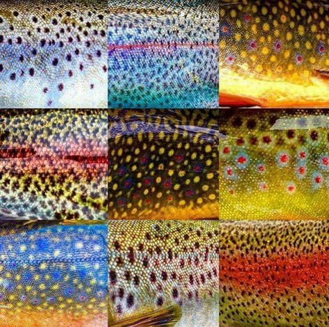 All the colors of the rainbow Trout Art, Fly Fishing Art, Posca Marker, Fly Fishing Tips, Rainbow Trout, Trout Fishing, The Fly, Fish Art, Fly Tying