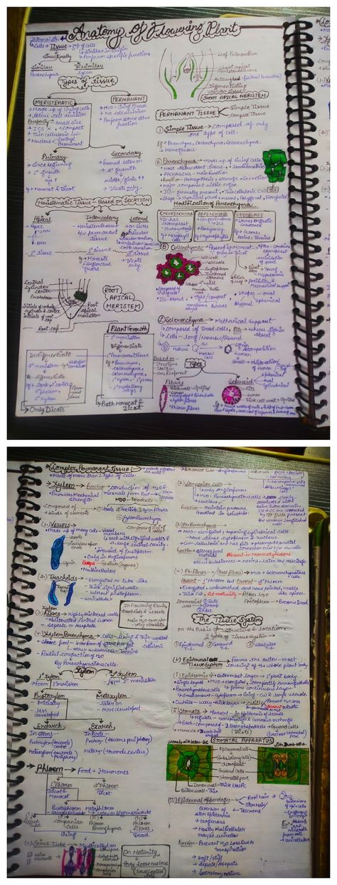 Photosynthesis In Higher Plants Notes, Anatomy Of Flowering Plants Notes, Anatomy Of Flowering Plants, Biology Flashcards, Neet 2025, Botany Notes, Bio Notes, Neet Notes, Biology Textbook