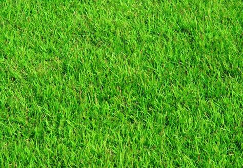 DIY Homemade Fertilizer for Lawns - Bob Vila...easy and inexpensive! Lawn Fertilizer Diy, Homemade Fertilizer, Grass Fertilizer, Pergola Pictures, Growing Grass, Lawn Fertilizer, Aerate Lawn, Diy Lawn, Lawn Care Tips