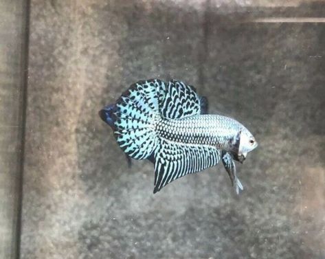 Fish Alien, Gray Alien, Tropical Freshwater Fish, Live Aquarium Plants, Aquarium Landscape, Beta Fish, Live Aquarium, Cool Bugs, Betta Fish Tank