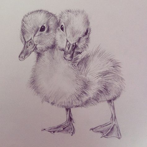 2 Headed Animal Drawing, Two Headed Duck Tattoo, Two Headed Animals Drawings, Duckling Sketch, Two Head Drawing, Two Headed Animals, Duckling Drawing, Duck Tattoos, Duck Drawing