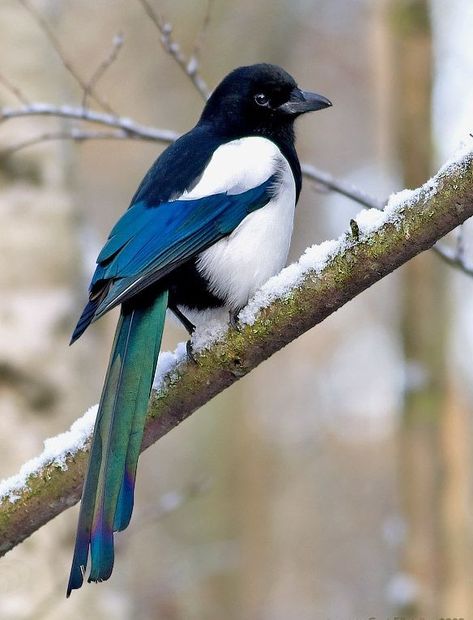 Magpie Eurasian Magpie, All Birds, Exotic Birds, Bird Pictures, Pretty Birds, Bird Photo, Colorful Birds, Wild Birds, Magpie