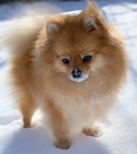 15 Pics That Show Pomeranians Are The Best Dogs - PetTime Pomeranac Dogs, Pomarine Dog, Pomeranian Pups, Pomeranian Dogs, Pom Mom, Pom Dog, Cute Pomeranian, Pomeranian Dog, Pomeranian Puppy