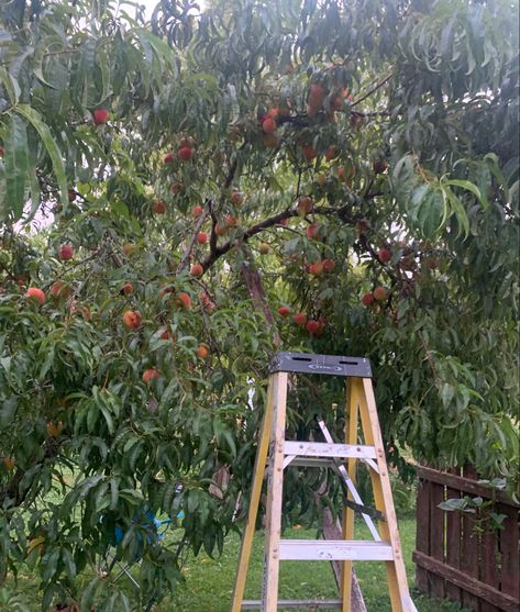 Peach Tea Aesthetic, Peach Picking Aesthetic, Peach Tree Aesthetic, Peach Aesthetic, Peach Tea, Peach Fuzz, Summer Romance, Country Roads Take Me Home, Peach Trees