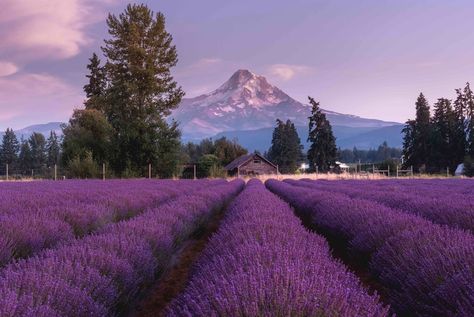 Purple Mountain Majesty, Hood River Oregon, Portland Travel, Purple Stuff, Hood River, Lavender Field, Paint Night, Lavender Farm, Airbrush Art