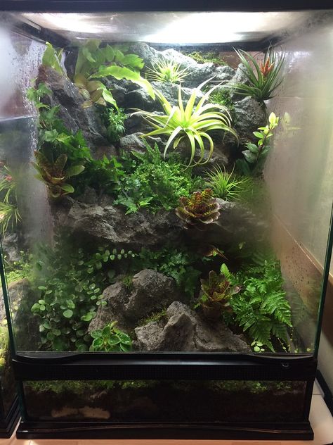 Terrarium Background Diy, Snail Vivarium, Rainforest Terrarium, Snake Tanks, Dart Frog Terrarium, Crested Gecko Habitat, Tree Frog Terrarium, Frog Vivarium, Dumpy Tree Frog