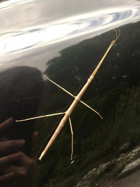 Male stick bug. Females are green Carson Core, Walking Stick Insect, Nice Poster, Stick Bug, Stick Insect, Lifestyle Goals, Scarab Beetle, Arthropods, Crustaceans