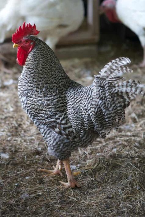 Raising Canes Chicken, Barred Rock Rooster, Barred Plymouth Rock Chickens, Farm Life Aesthetic, Cluckingham Palace, Coop Art, Barred Rock Chickens, Plymouth Rock Chicken, Aesthetic Farm