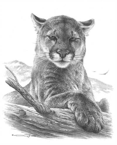 Cougar Study by https://www.deviantart.com/denismayerjr on @DeviantArt Lion Line Drawing, Cougar Art, Bugs Bunny Drawing, Big Cat Tattoo, Lion Sketch, Scratchboard Art, Lion Drawing, Mountain Drawing, Drawing Heads