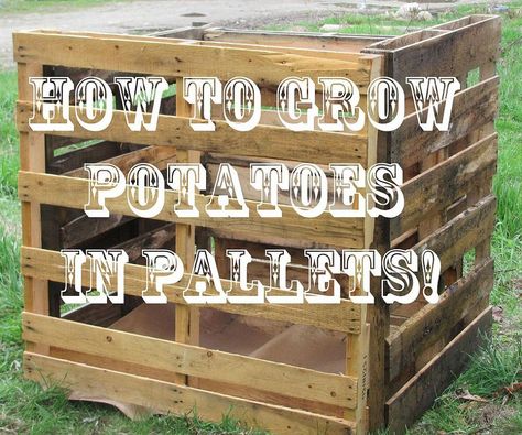 How to Grow Potatoes in a Pallet Container. Container Potatoes, Potato Gardening, Potato Planters, Grow Potatoes, Building A Raised Garden, Pallet Planter, Tower Garden, Growing Potatoes, Pallet Garden