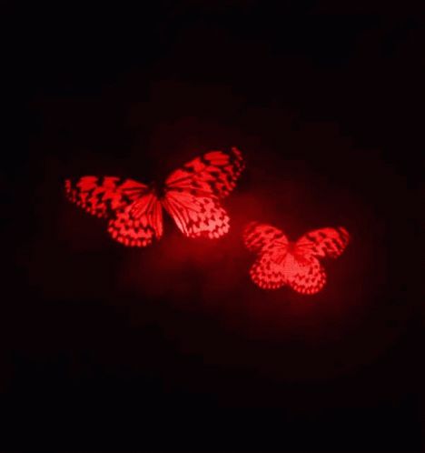 Crimson Butterfly, Butterfly Gif, Beautiful Animation, Flying Butterflies, Red Aesthetic Grunge, Fatal Frame, Banner Gif, Red Butterfly, Butterfly Kisses