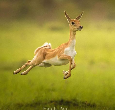 Deer Jumping, Running Photography, Deer Running, Waterfall Pictures, Deer Pictures, Deer Painting, Animal Symbolism, Mythical Animal, Deer Park