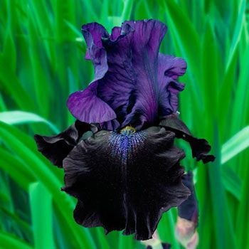 Perennial Bulbs, Shade Flowers, Border Plants, Black Iris, Fast Growing Plants, Bearded Iris, Violet Flower, Fall Plants, Night Owl