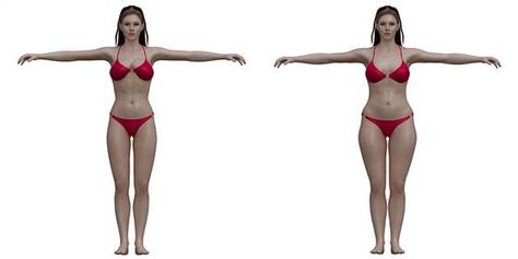 3-D illustrations Stomach Muscles, Belly Pooch, Average Body, Abs Women, Kelly Brook, Ideal Body, Muscle Tissue, Female Body, Abdominal Muscles