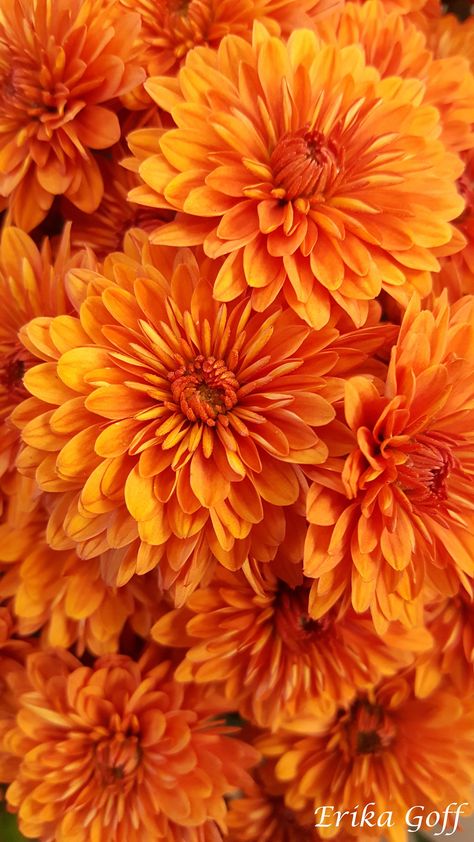 This is one of the best photos I have taken. It is great to use as a background on your phone or even as a print on a wall. When purchasing you will get a digital download of the orange chrysanthemums shown in the photo above. I am a Pacific Northwest photographer. If there is something you don't see that you would like please feel free to message me. Yellowy Orange, Ginger Orange Aesthetic, Orange Pictures Aesthetic, Ginger Color Aesthetic, Gold Orange, Orange Happy Aesthetic, Fall Orange, Orange In Nature, Orange Aesthetics