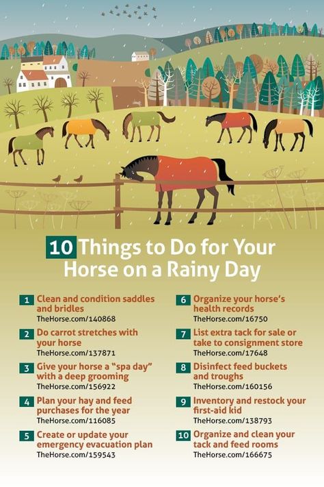 Tips For Riding Horses, Training A Horse, Things To Do With Horses, Things To Know About Horses, Fun Things To Do With Your Horse, Animal Barn Ideas, Things To Do With Your Horse, Barn Ideas For Horses, Horse Barn Hacks