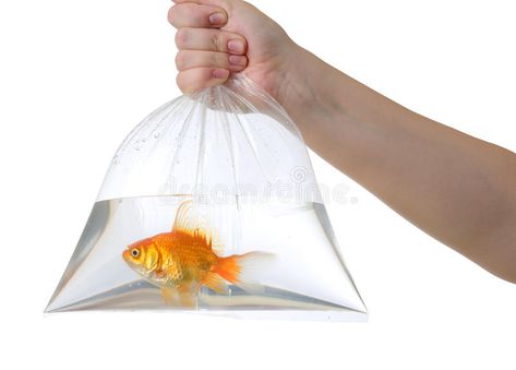 Hand and plastic bag with golden fish on white. Background. File contains a path #Sponsored , #ad, #Ad, #bag, #Hand, #File, #golden Jimmy Mcgill, Plastic Bag Packaging, Golden Fish, Plastic Clothes, Pe Bags, Live Fish, Fish In A Bag, Quitting Your Job, Exotic Pets