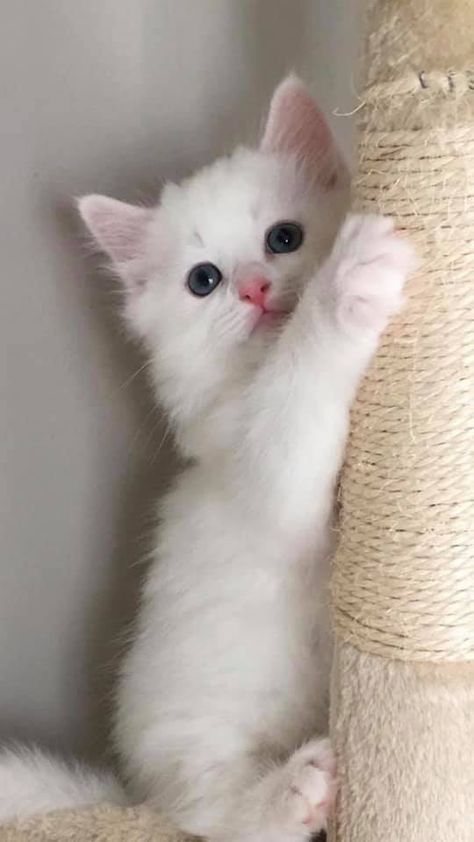 Cat And Dog Videos, White Kitten, Cat Tattoo Designs, Cat With Blue Eyes, Cute Little Kittens, Cute Cats Photos, White Kittens, Baby Kittens, White Cats