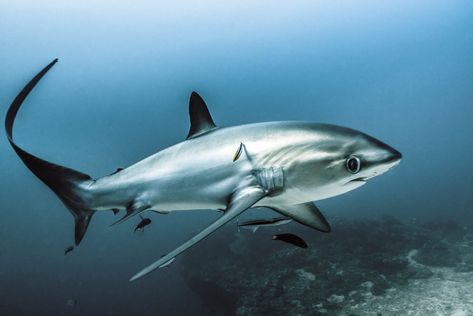 THRESHER sharks are so cute! Shark Habitat, Shortfin Mako Shark, Dive Magazine, Thresher Shark, Shark Tail, Shark Tale, Shark Family, Mako Shark, Shark Vacuum