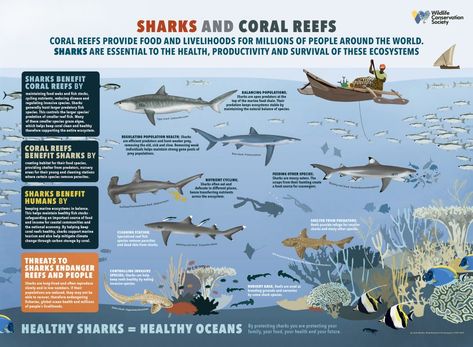 Oceanography Marine Biology, Shark Poster, Zebra Shark, Animal Infographic, Shark Facts, Species Of Sharks, Animal Conservation, Educational Poster, Animal Science