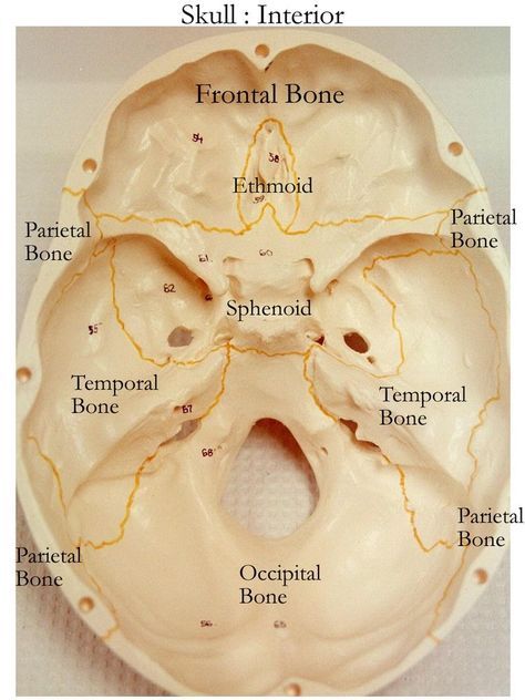 Bones Anatomy Study, Skull Bones Anatomy, Cranial Bones, Doctor Medicine, Facial Bones, Anatomy Bones, Dental Hygiene School, Dental Anatomy, Medicine Studies