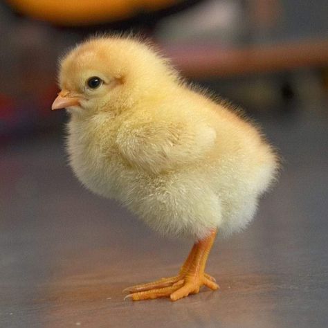 Baby Chicks Photography, Pollo Animal, Chickens Breeds, Pet Chickens Breeds, Aesthetic Chicken, Chicken Aesthetic, Fancy Chickens, Cute Ducklings, Animal Illustration Art