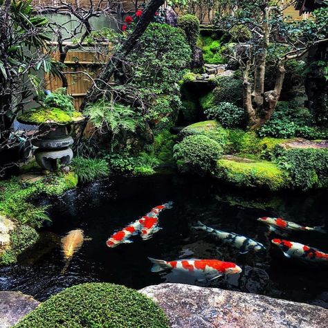 One of the most gorgeous koi ponds in the world located at Miyajima Island in Japan.–Join our community of koi enthusiasts!Follow @koiboys.co for amazing koi content🎏Comment 📥 below your thoughts——————————📷: @lunarpineapple Tags: #koi #pond #koiboys #fish Japan Garden Zen, Japanese Garden Zen, Aquarium Tips, Koi Pond Design, Fish Pond Gardens, Kolam Koi, Japanese Garden Landscape, Garden Pond Design, Fountains Backyard