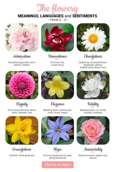 Flower And Meaning, Flower Symbolism Meaning, Flowers With Meaning, Different Flowers And Their Meanings, Flowers And Their Meanings, Flower Symbolism, Sweet Woodruff, Flower Symbol, Hardy Geranium