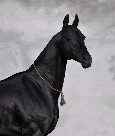 GARAUSUP (1231 Mangyt - 2879 Oprava) black, born in 2000, line Posman. Measurements:163-164-188-19,5 sm. Owner: Stud of Naib Idris, Republic of Dagestan, Russia ©Artur Baboev - FOTART Aiden Aesthetic, Ahal Teke, Divine Creatures, Stunning Horses, Rare Horse Breeds, Akhal Teke Horses, 3 Horses, Rare Horses, Horse Ears