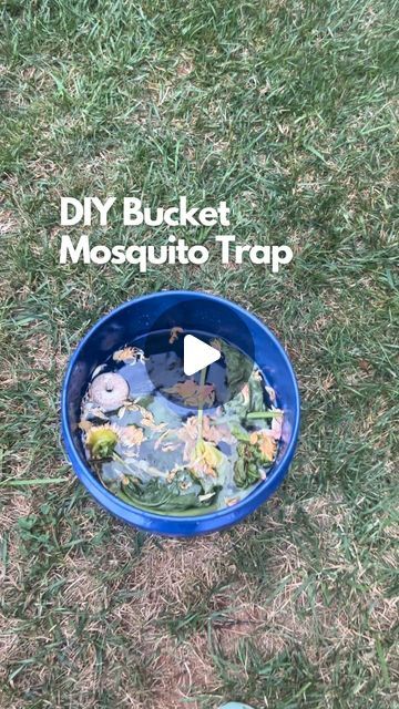 Organic & Regenerative Gardening and Compost - Amanda on Instagram: "The DIY bucket mosquito trap operates on the principals that it will give off CO2 to attract adult mosquitos to lay their eggs in the bucket, and the mosquito dunk will kill the hatched mosquito larvae which can only survive in an aquatic environment.

Let’s get into it:

The mosquito dunks use a natural soil borne bacterium, Bti (Bacillus thuringiensis subspecies israeliensis) which is ingested by the larvae in the water and soon after kills them with no effect on anything else. 

The garden and grass clippings will start decomposing in the water which will release CO2. The information I read recommended adding the garden clippings to the bucket of water and letting it sit in the sun for a few days, which I did with my f Mosquito Bucket Of Doom, Regenerative Gardening, Mosquito Trap Diy, Bacillus Thuringiensis, Mosquito Dunks, Mosquito Traps, Aquatic Environment, Bucket Of Water, Diy Bucket