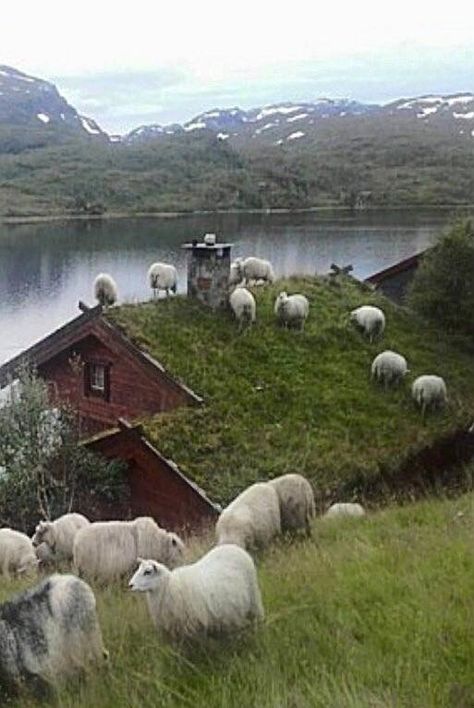 Sheep Farm Aesthetic, Norway Animals, Norway Cottage, Sheep Shepherd, Sheep House, Paddock Paradise, Cottage Aesthetic, Farm Lifestyle, Temperate Rainforest