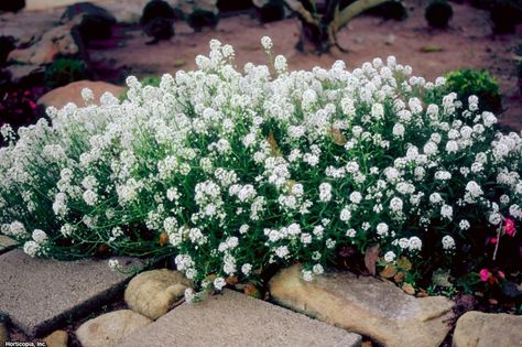 Add white into your garden beds and borders with annual flower picks for every season. White Annual Flowers, Utah Gardening, Flower Types, Hgtv Garden, Flower House, Ground Covers, Fragrant Garden, Fragrant Plant, Garden Life