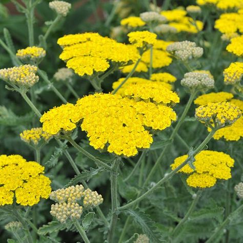 Yarrow: From Small to Tall Moonshine Yarrow, Yarrow Tincture, Yellow Perennials, Yarrow Plant, Attracting Butterflies, High Country Gardens, Achillea Millefolium, Drought Resistant, Pollinator Garden